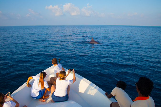 Dolphin watching