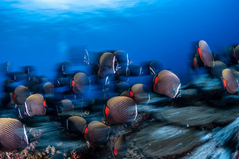 Marine Biologist Presentation