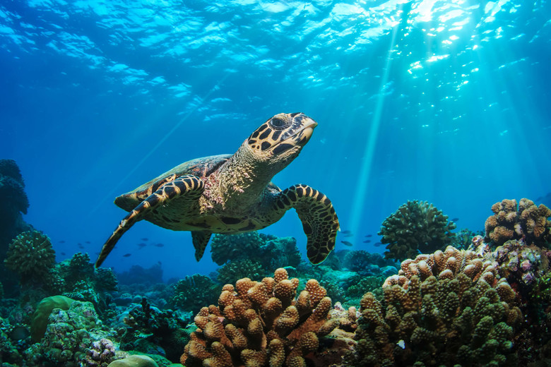 Turtle Expedition Snorkel